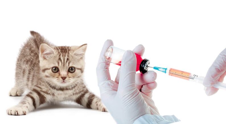 vaksinasi hewan dan manusia terhadap cacing