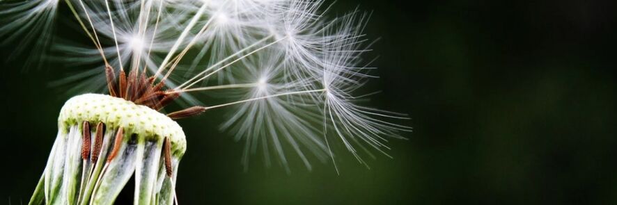 dandelion melawan cacing