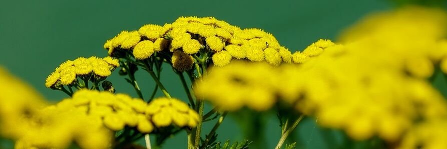 tansy melawan cacing