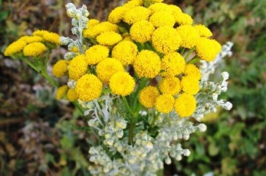 tansy dari parasit dalam tubuh manusia